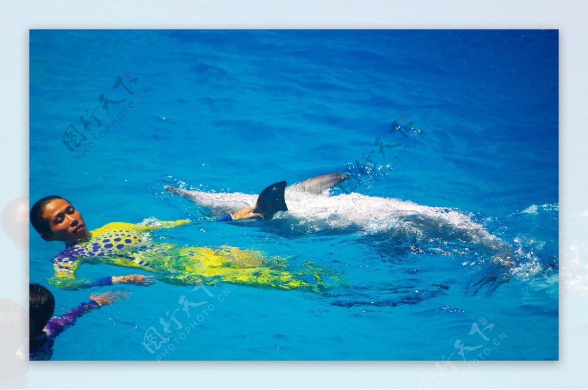 人与海豚仰泳