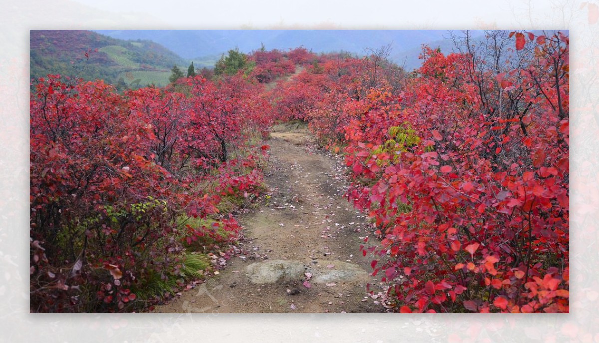 宜阳县花果山红叶