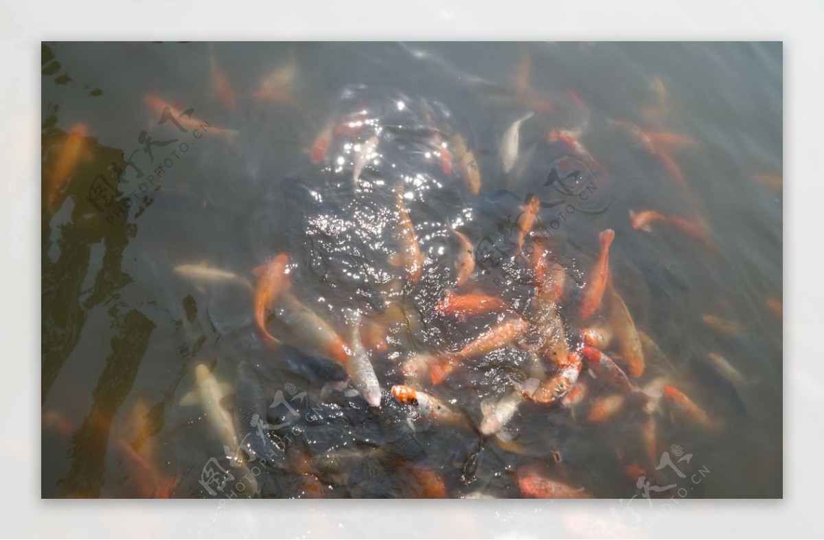 玉湖锦鲤池