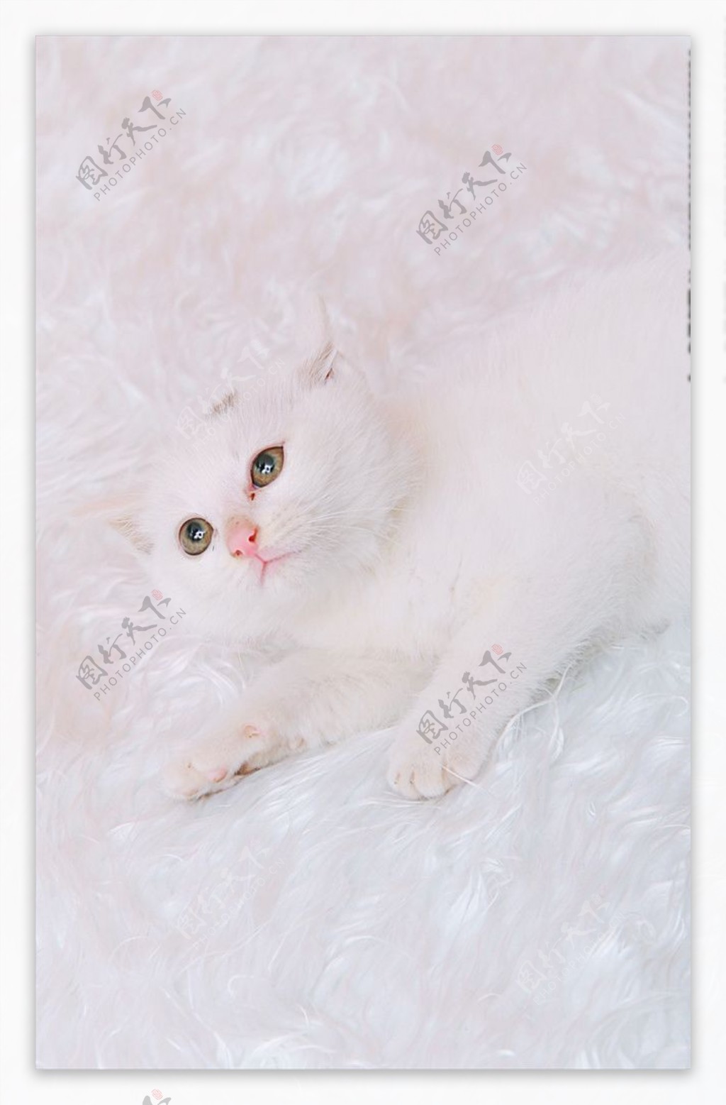 自带眼线的小白猫peral，这么可爱的小眼神谁顶得住啊…… _抵抗力