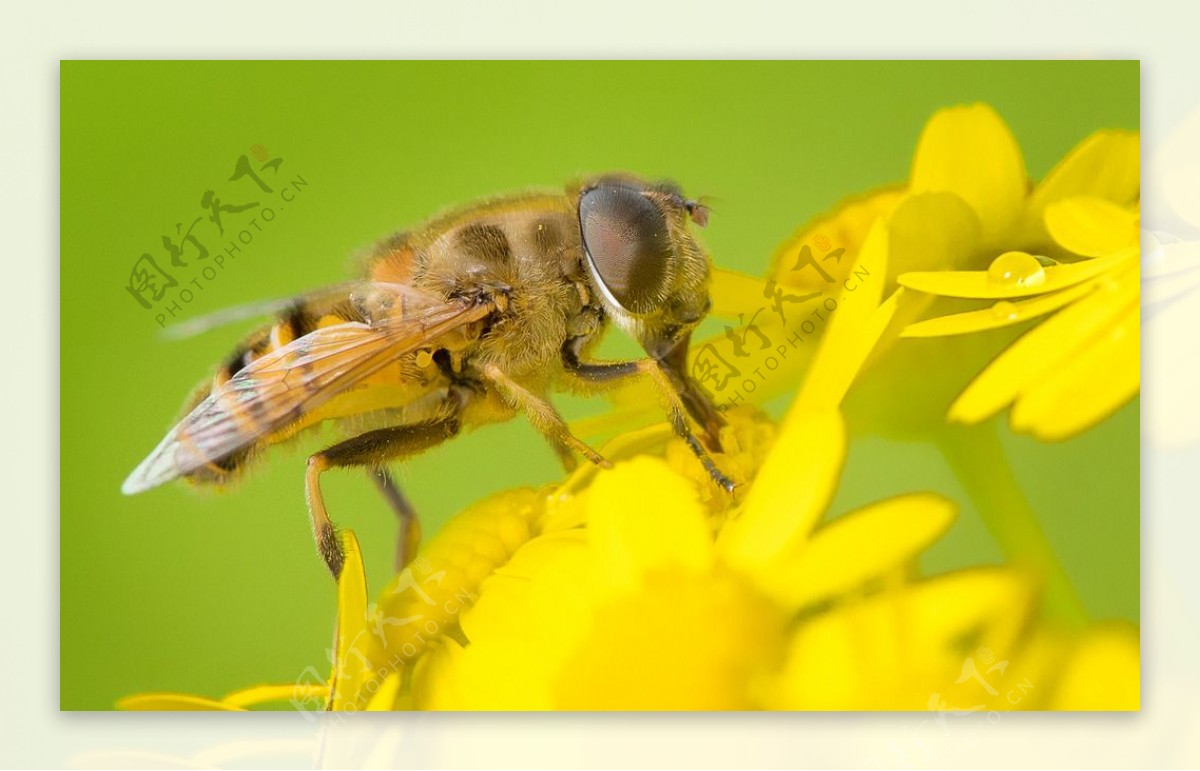 微距蜜蜂