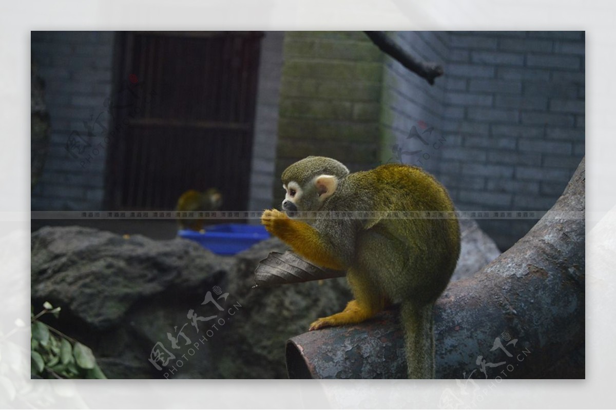 长尾金丝猴吃东西