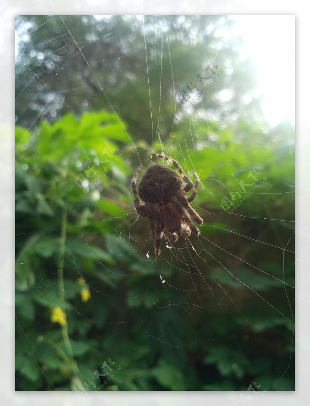 阳光下的蜘蛛网