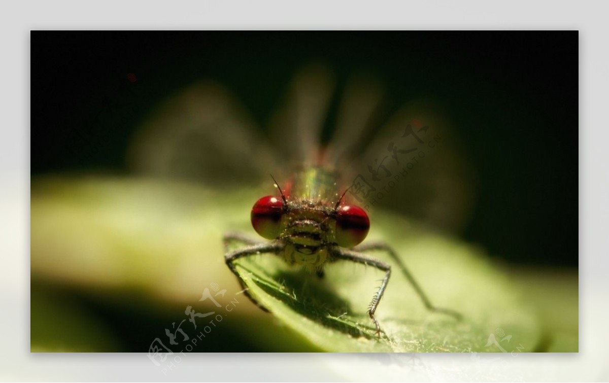 红眼睛蜻蜓
