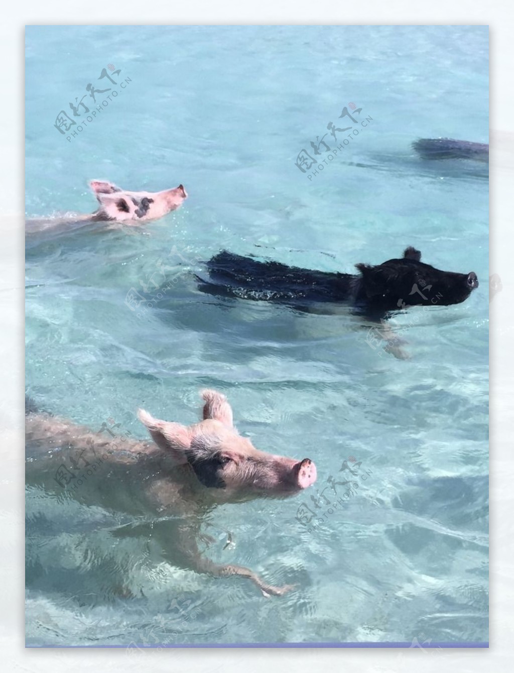 游泳的宠物猪