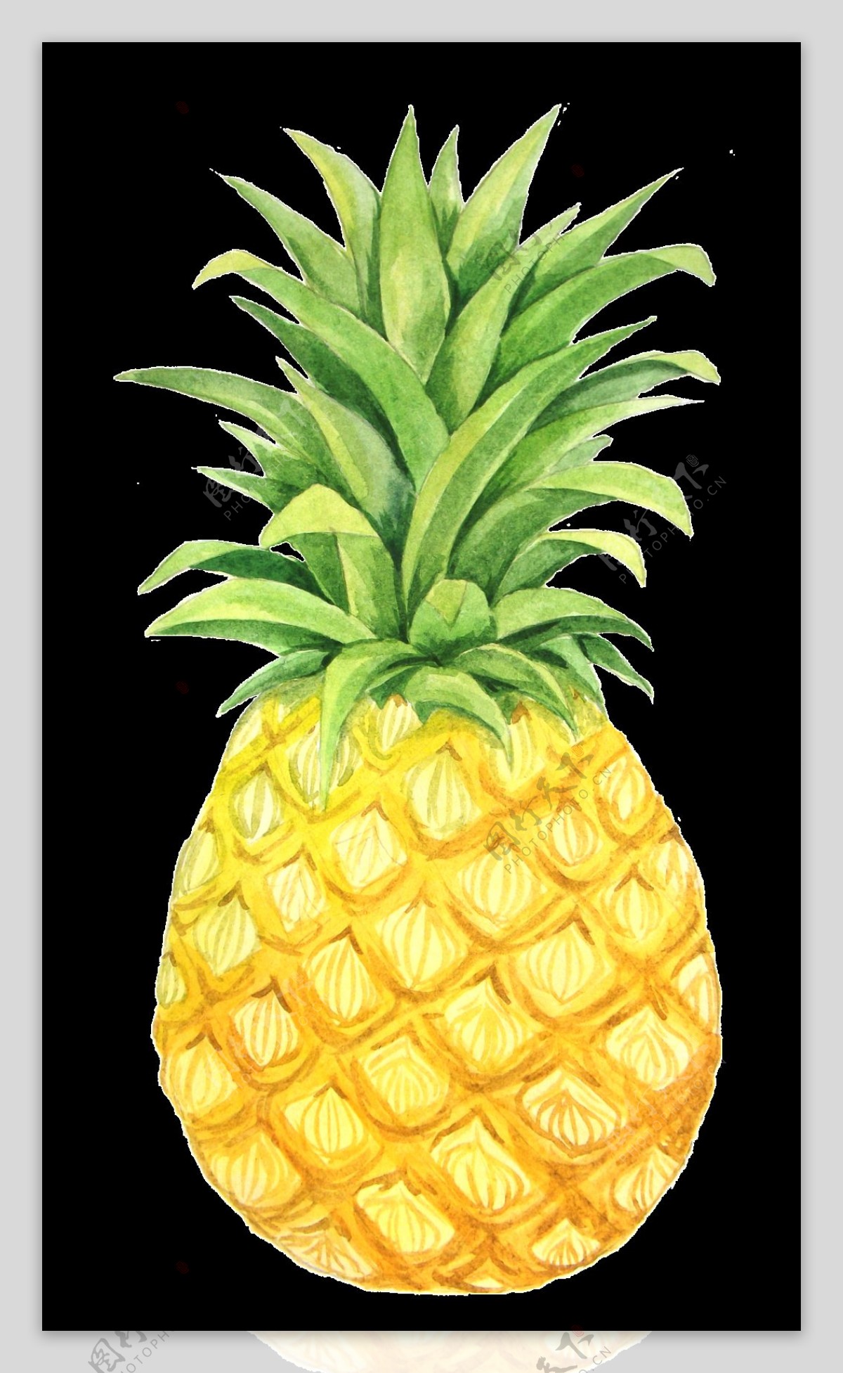 手绘黄色大菠萝透明素材
