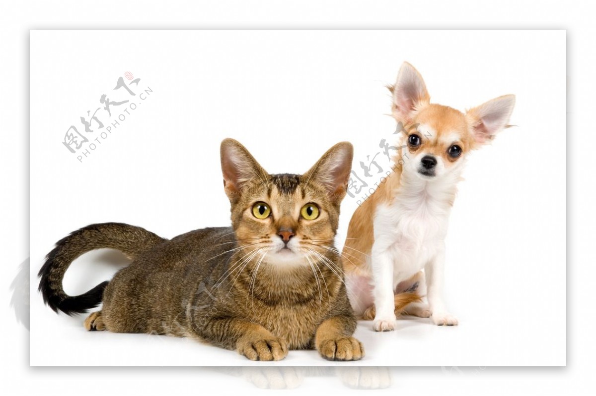 可爱的猫和狗图片素材-编号09903899-图行天下