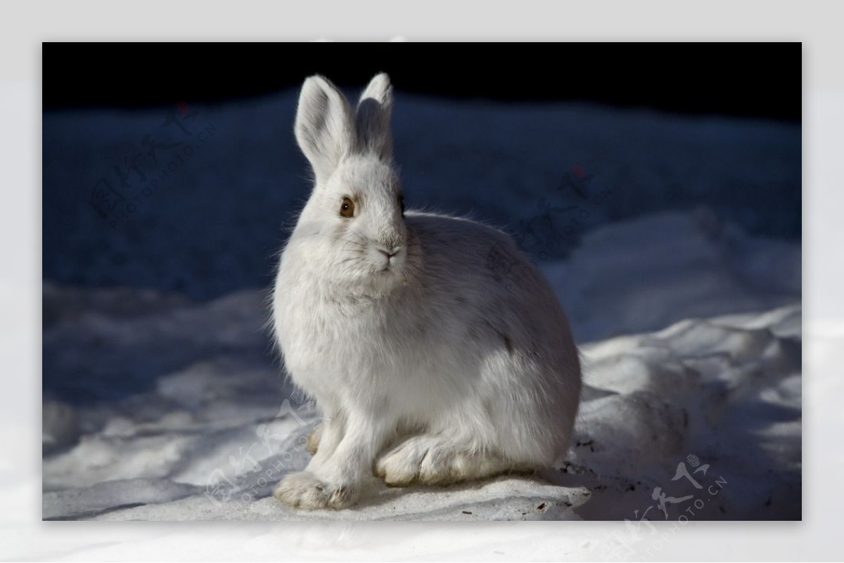 雪地兔子