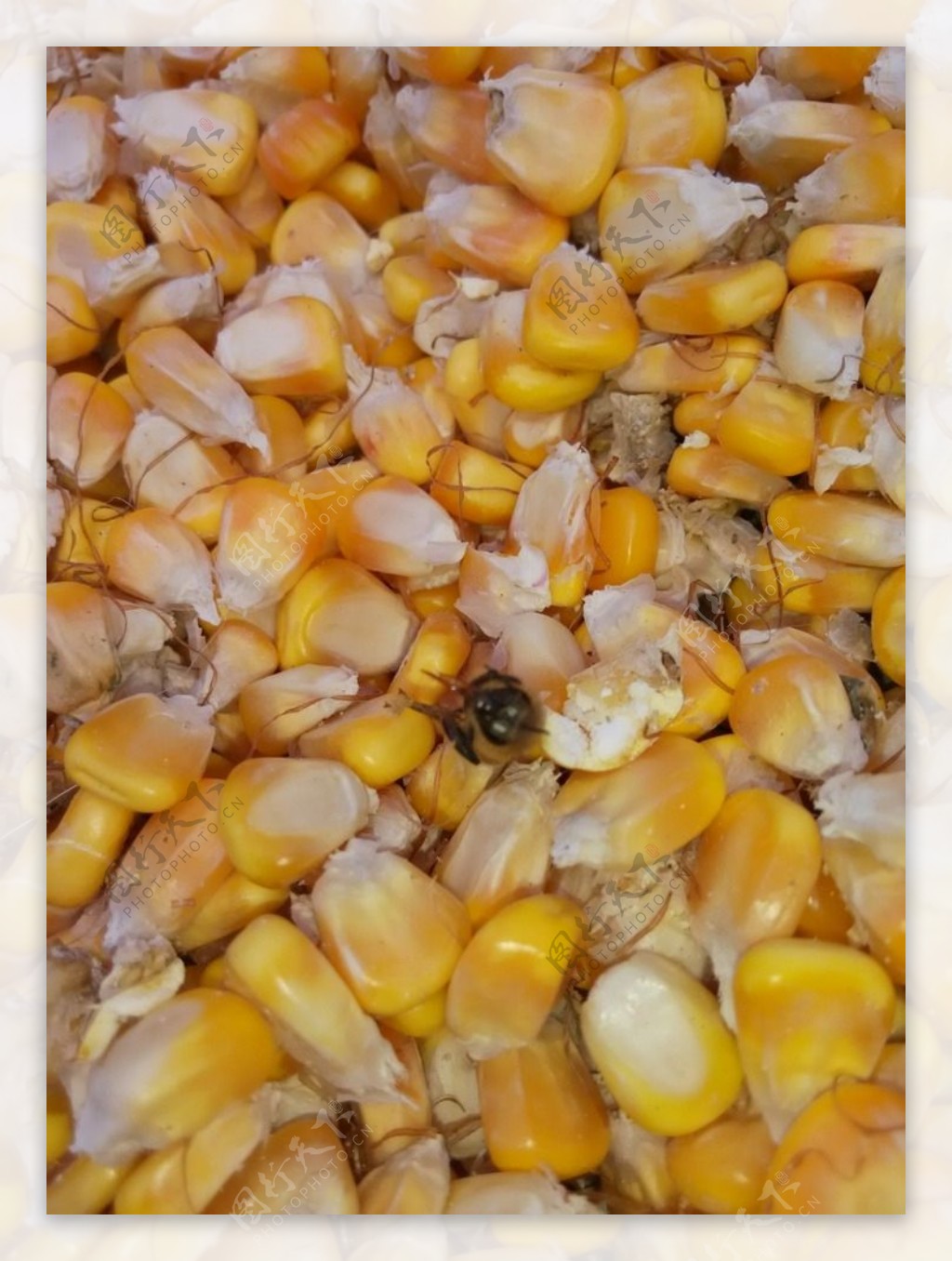 玉米粒中歇息的蜜蜂