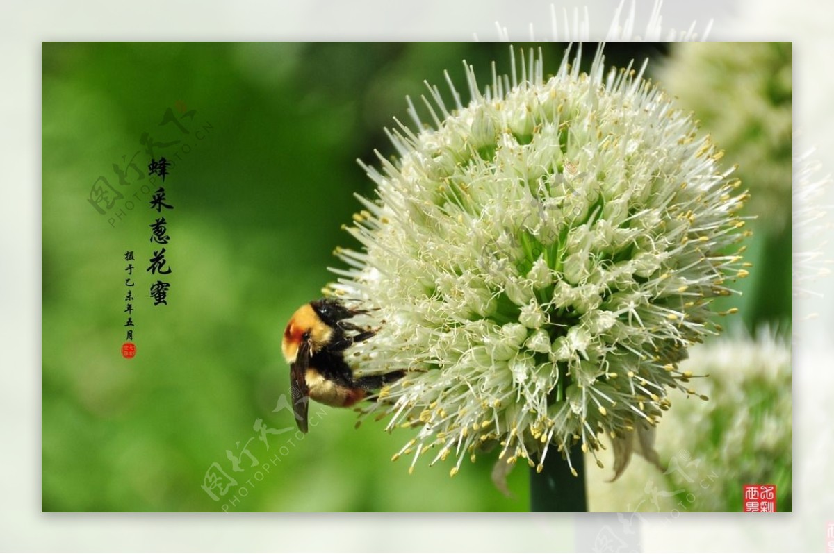 蜂驻葱花