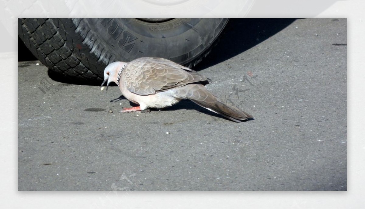 珠頸斑鳩