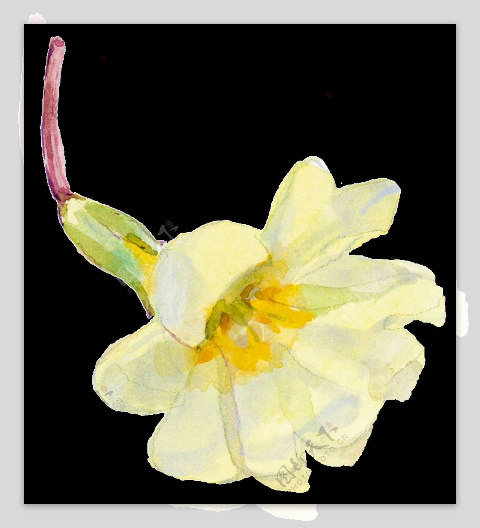 黄白色手绘水仙水彩透明素材