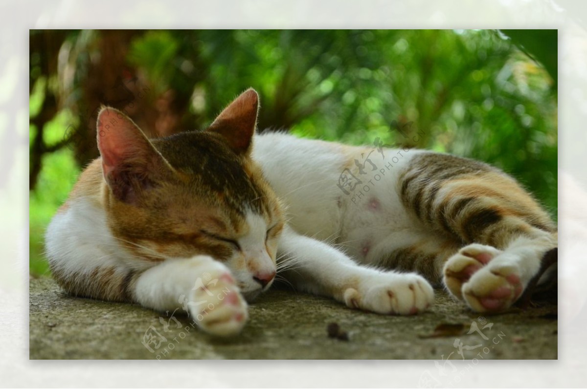 睡觉的小花猫宠物-欧莱凯设计网