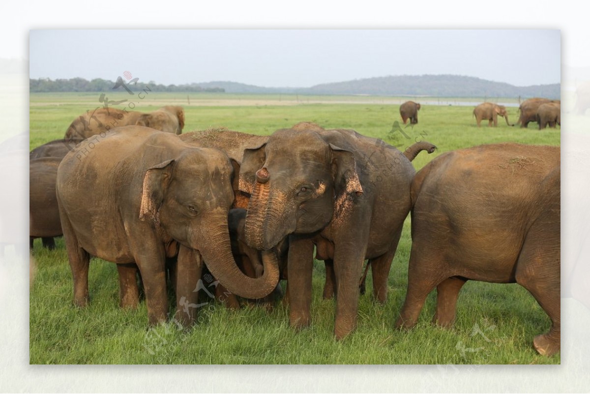 斯里兰卡大象