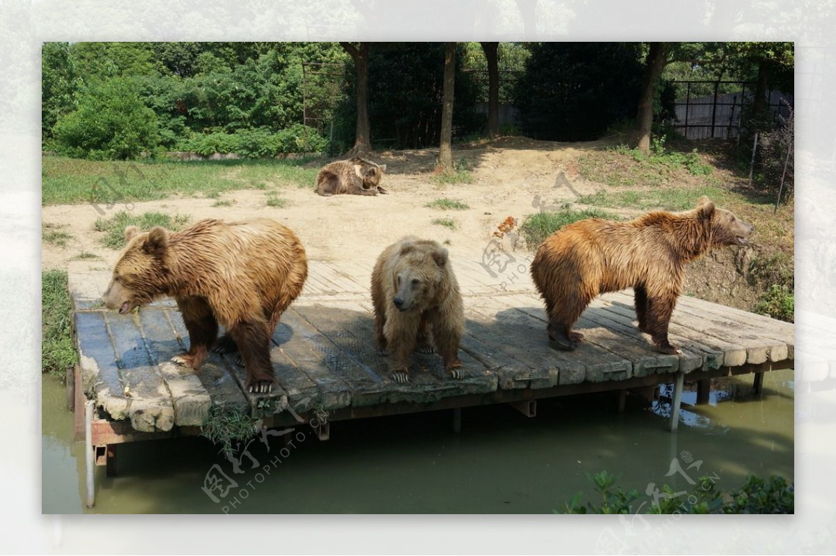 野生动物园三只熊