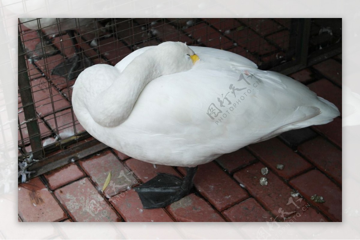 睡觉的大白鸭