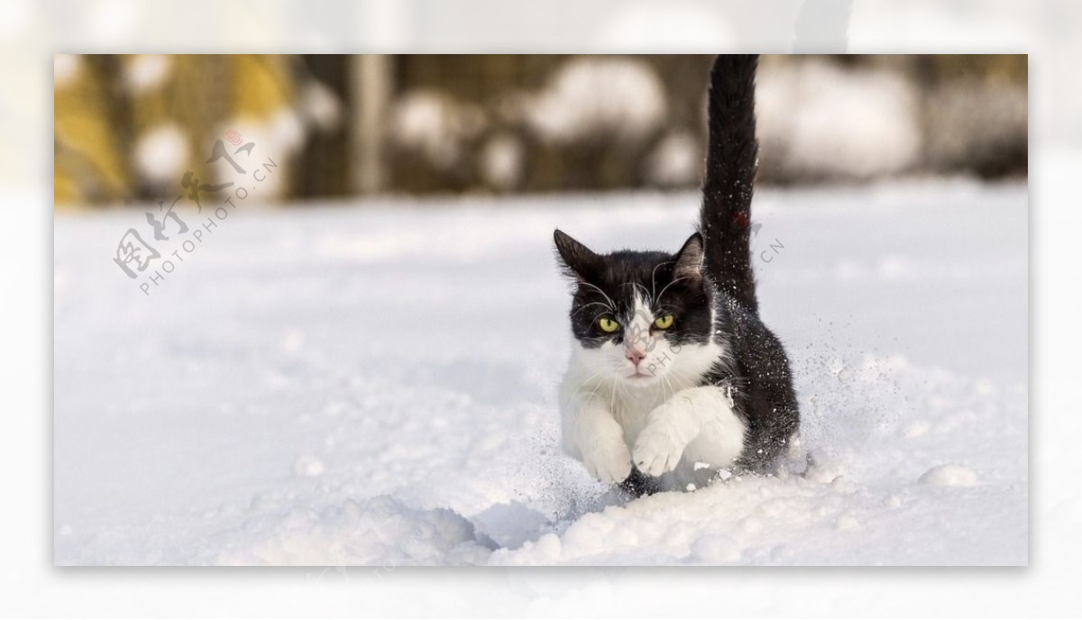 雪地猫咪