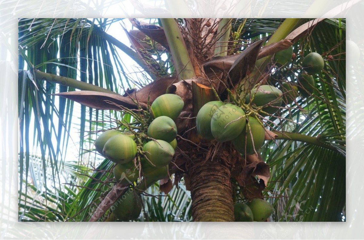 新鲜树上椰子实拍图