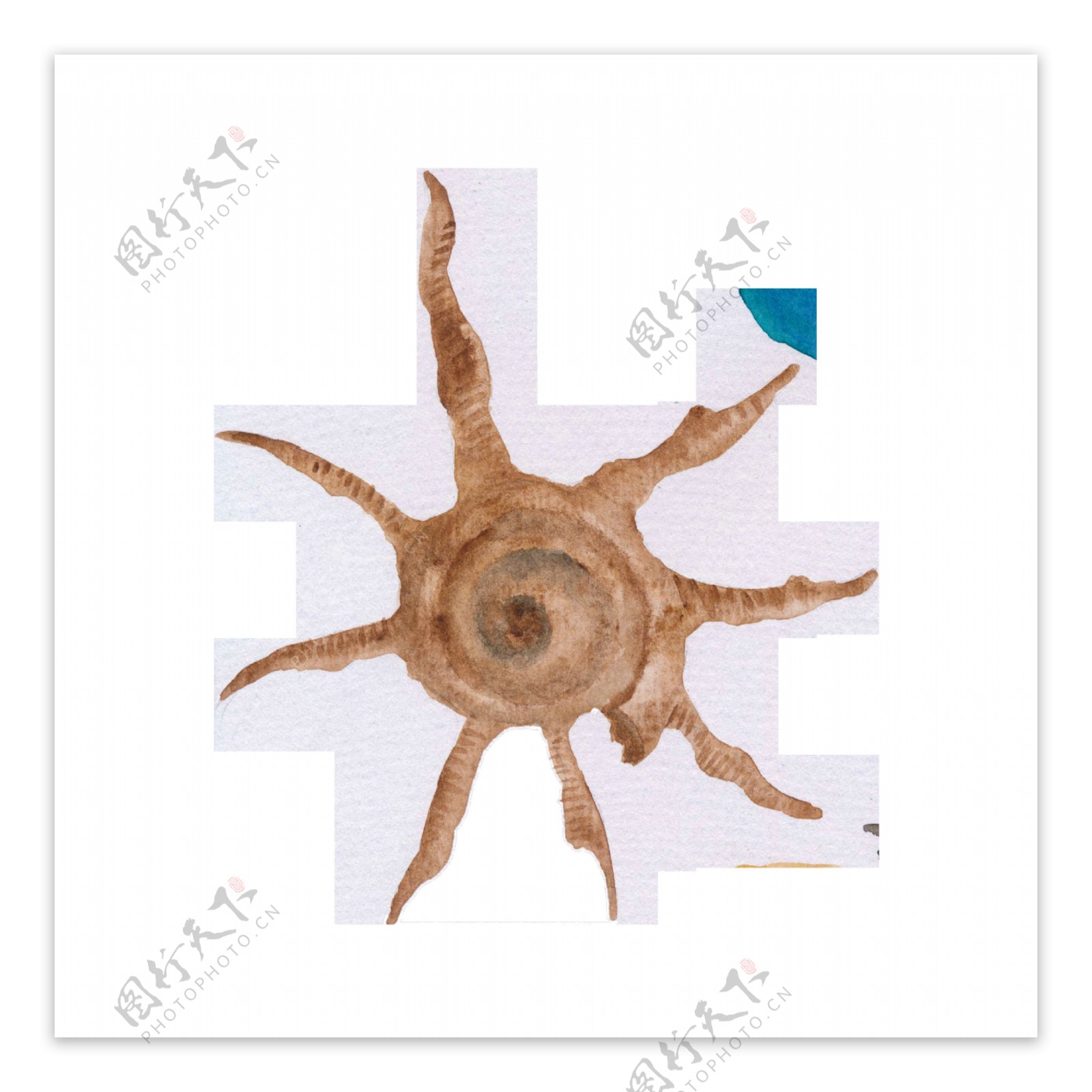 棕色手绘多角海螺卡通水彩素材