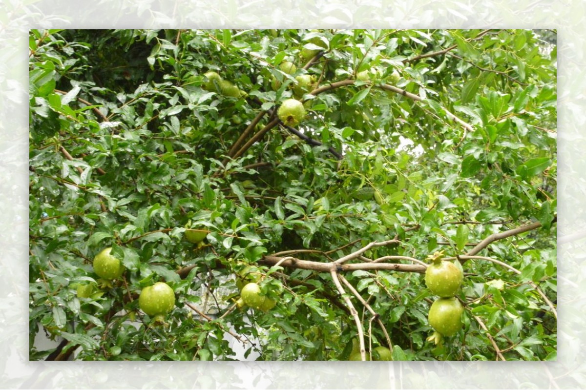 雨露青石榴