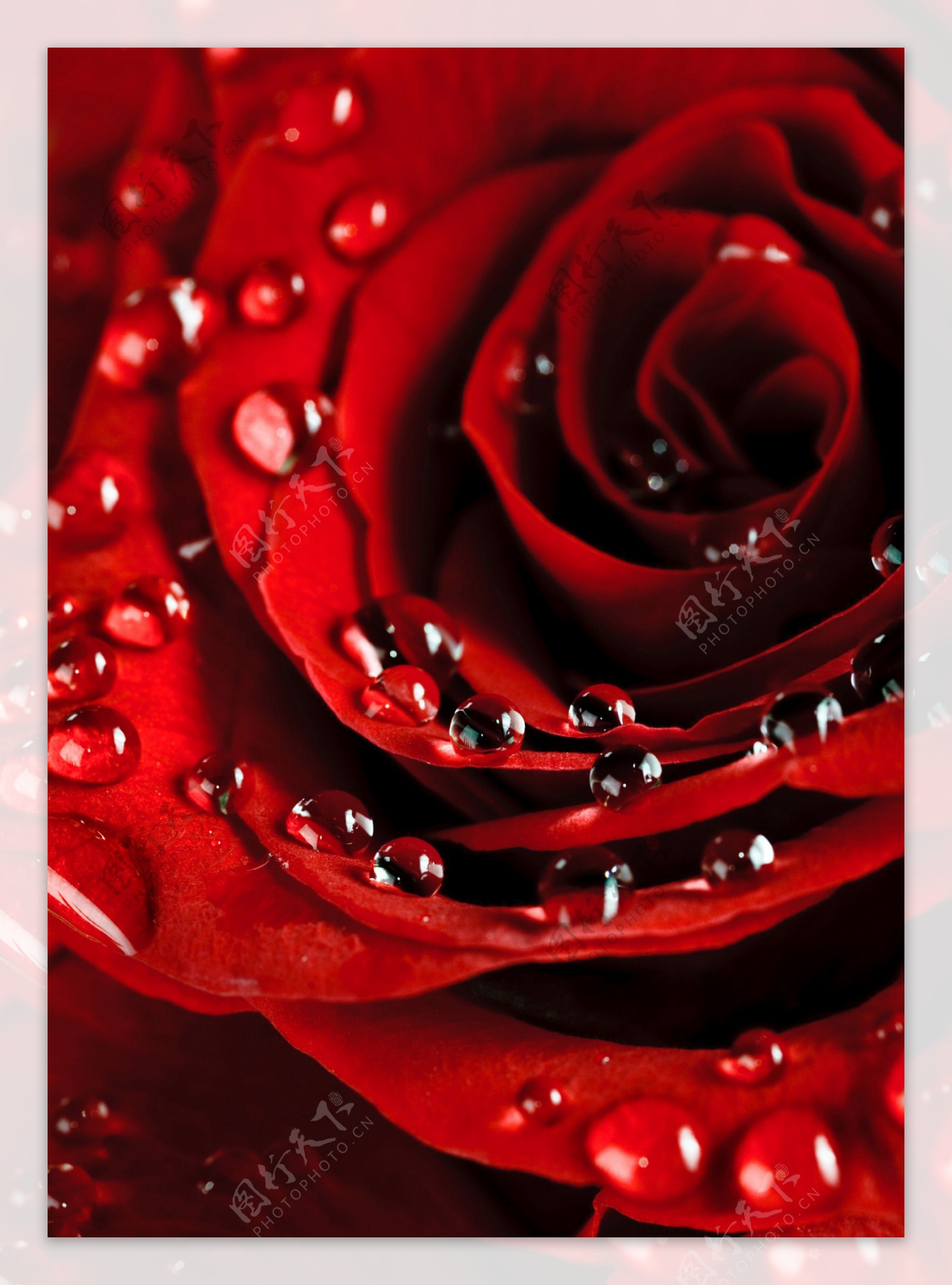 火红的玫瑰装饰画效果图
