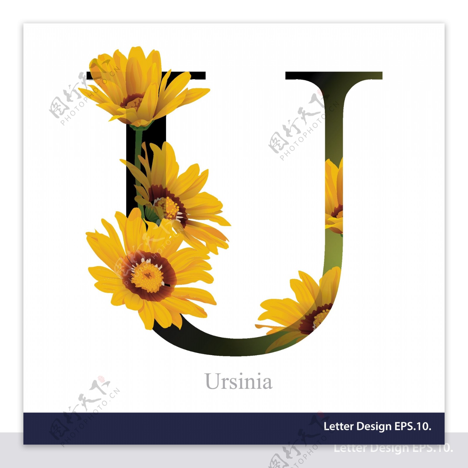 热带花卉向日葵英文字母字体设计