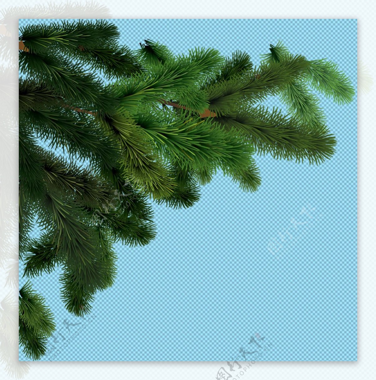 绿色枞树树枝免抠png透明图层素材