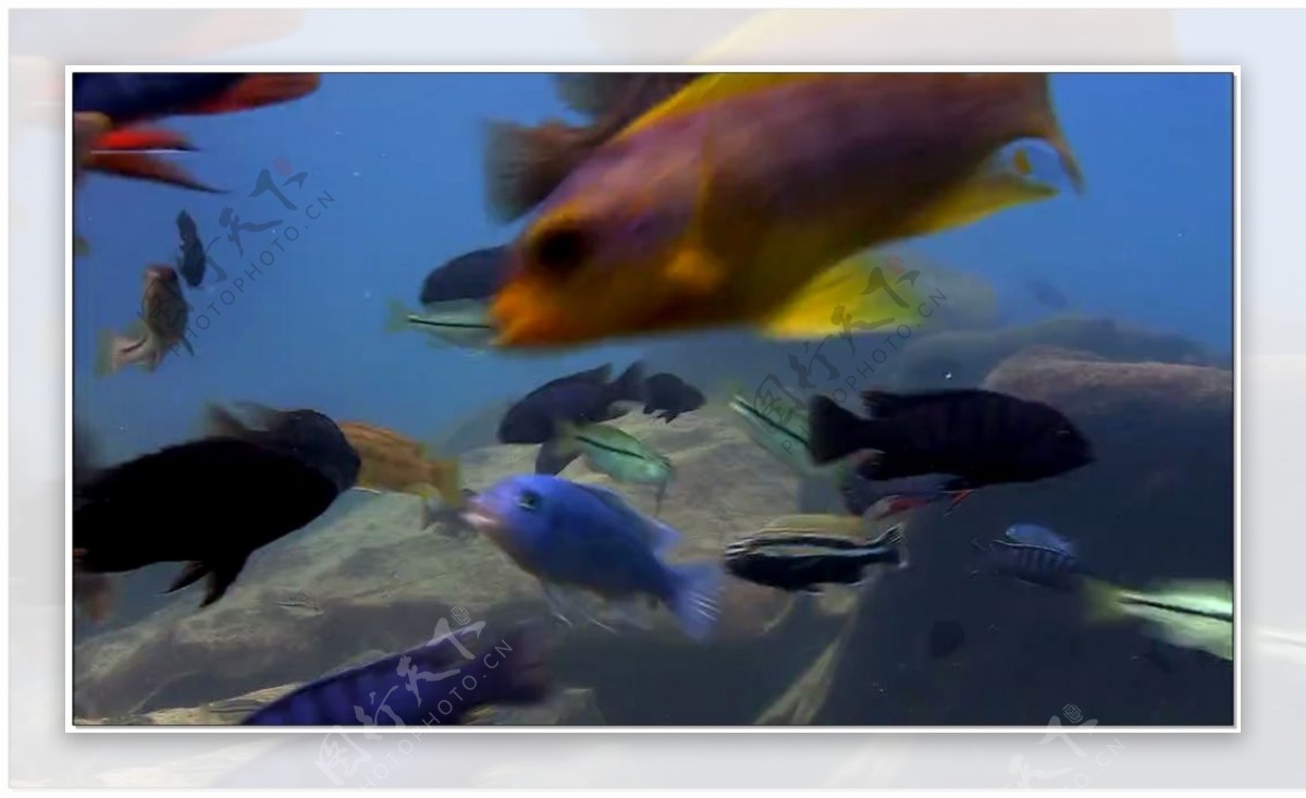 海底世界动态视频素材