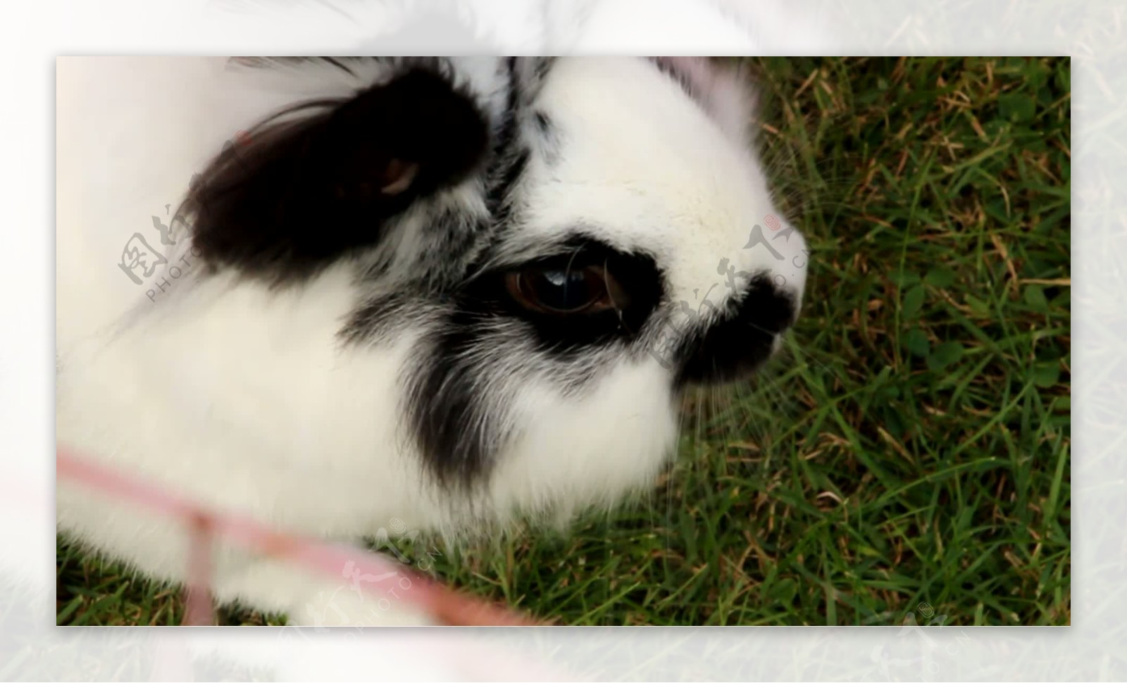 BlackWhite兔子在草地上