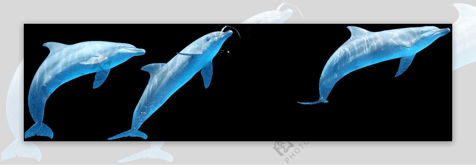 蓝色海豚png元素素材