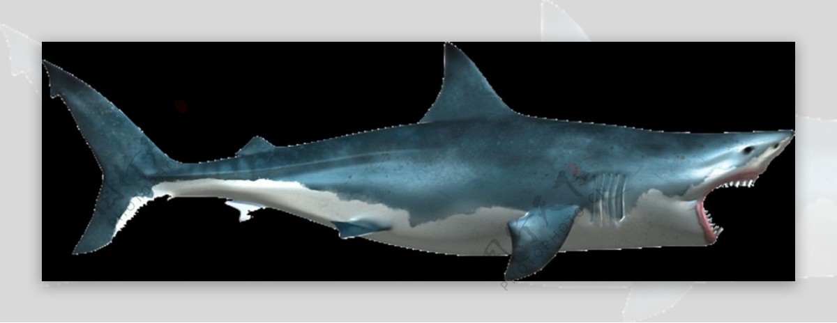 蓝灰色鲨鱼免抠png透明素材