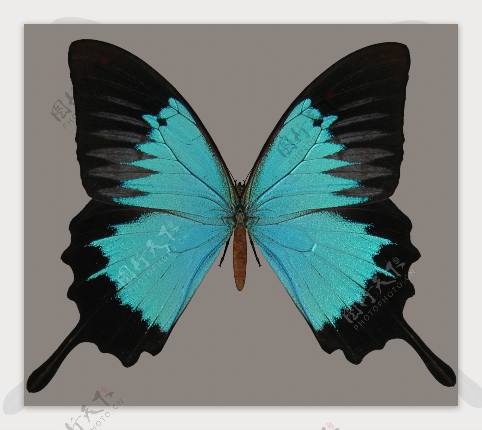 蓝黑色蝴蝶免抠png透明素材