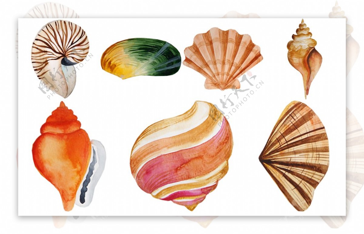 手绘彩色的贝壳插画