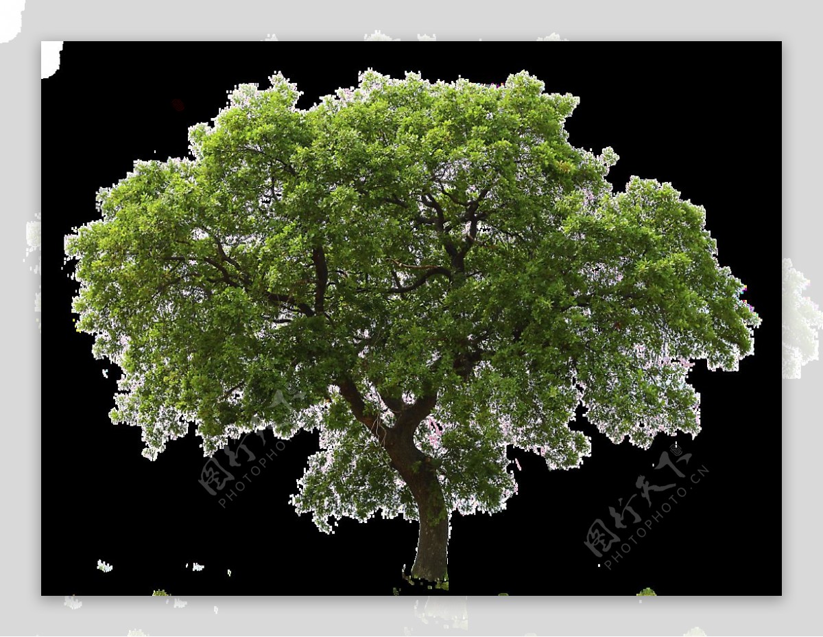 一颗绿色大树免抠png透明图层素材