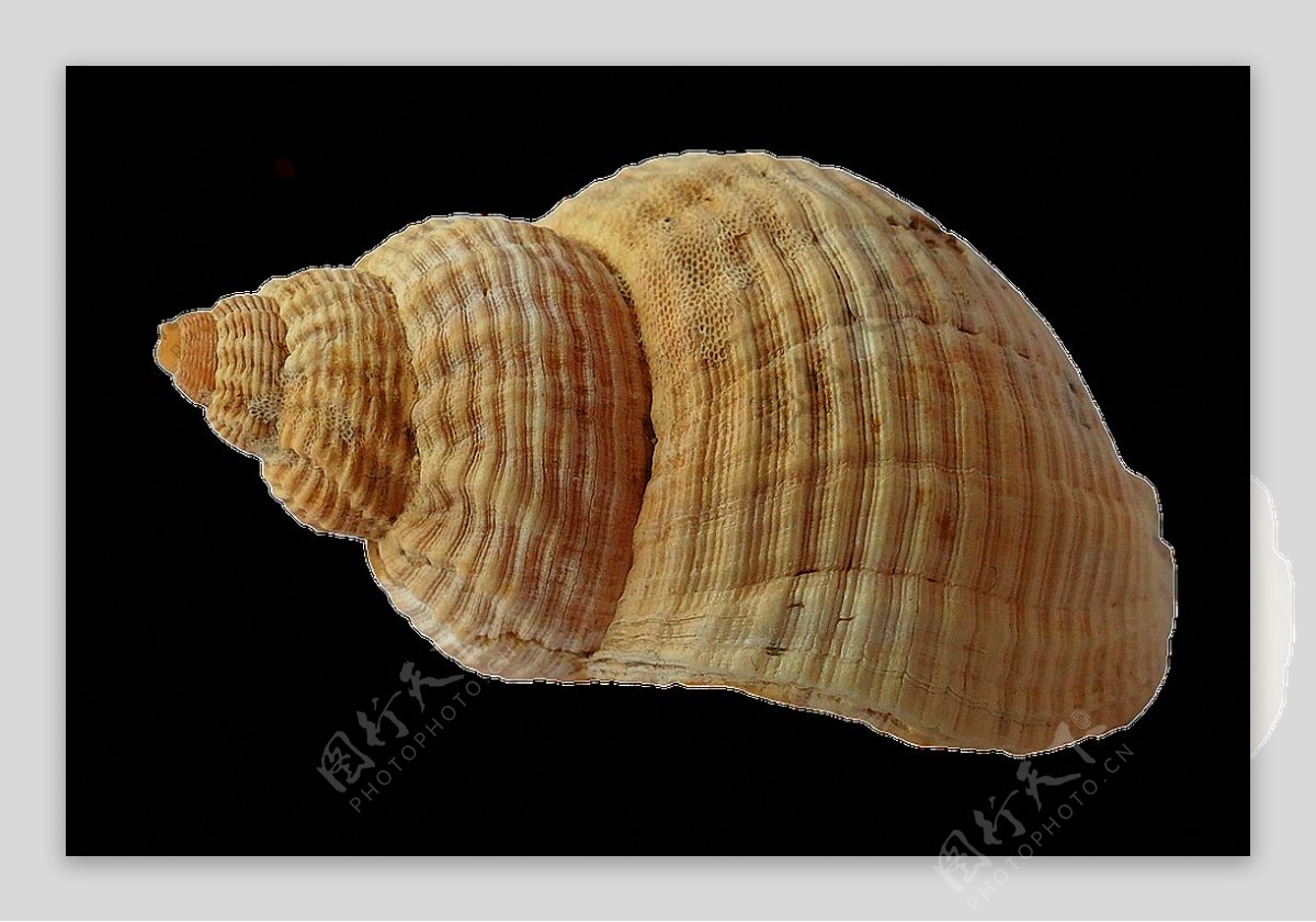 浅棕色漂亮海螺图片免抠png透明图层素材