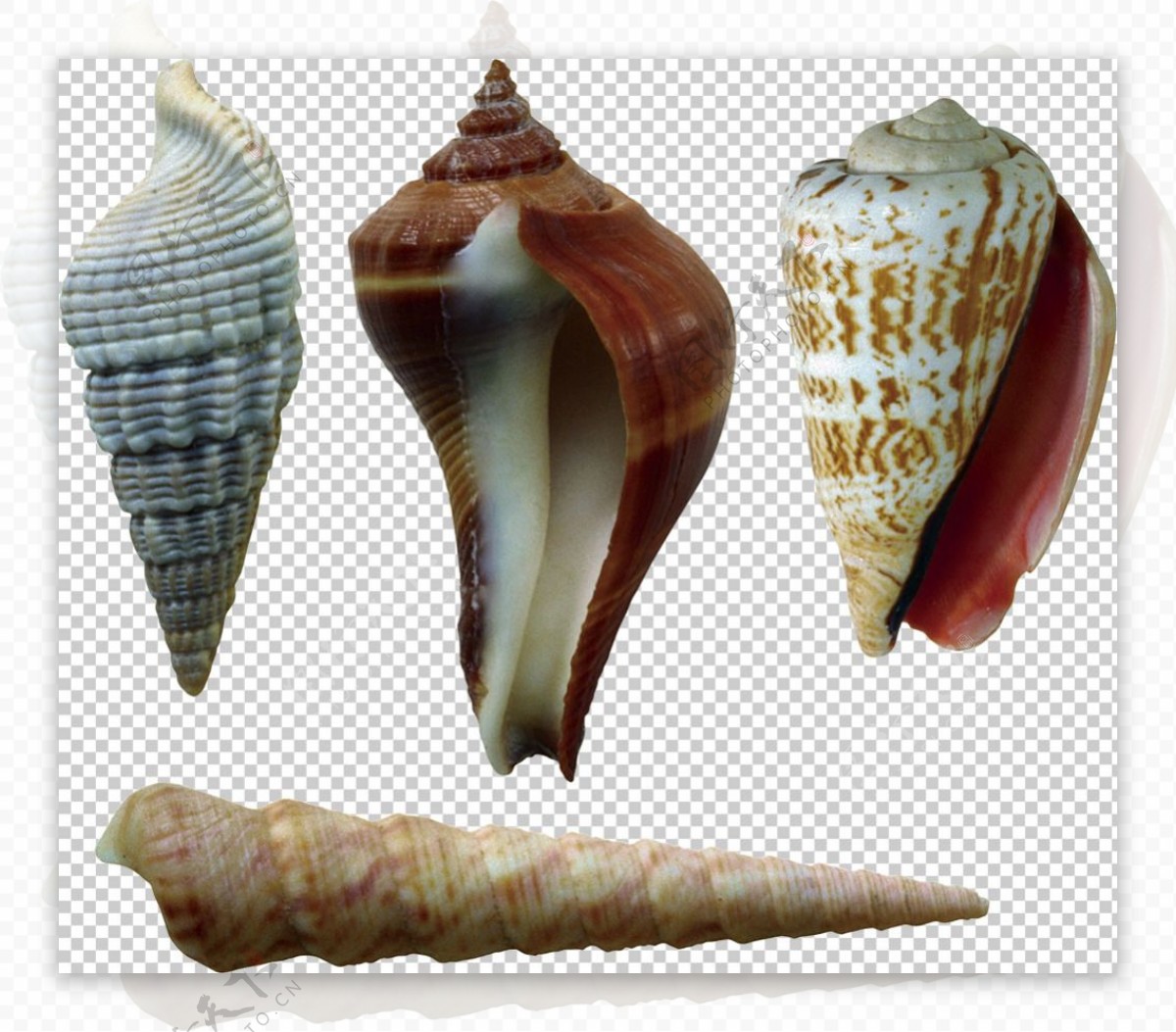 四种尖角海螺免抠png透明图层素材