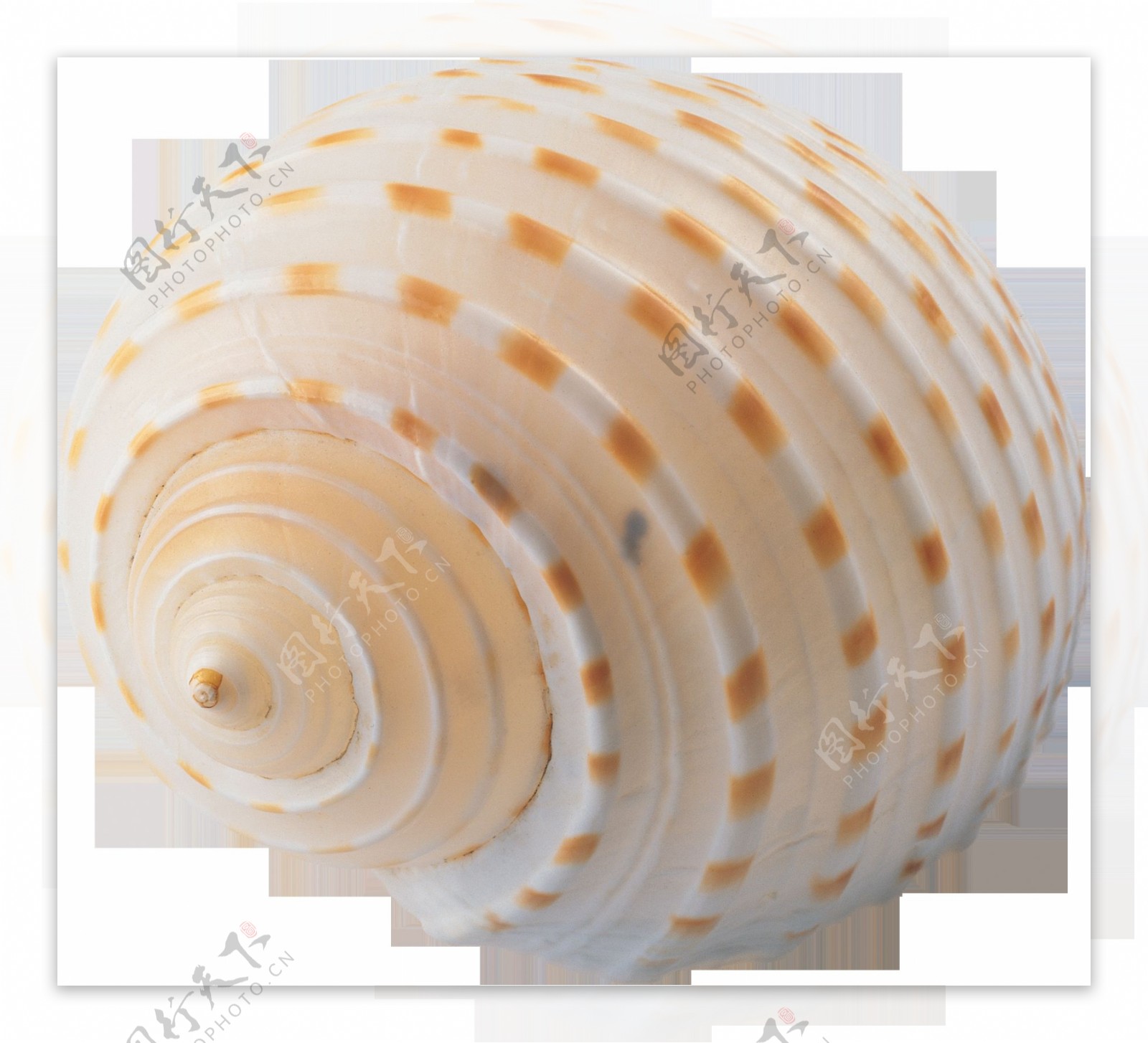 漂亮颜色螺旋海螺免抠png透明图层素材