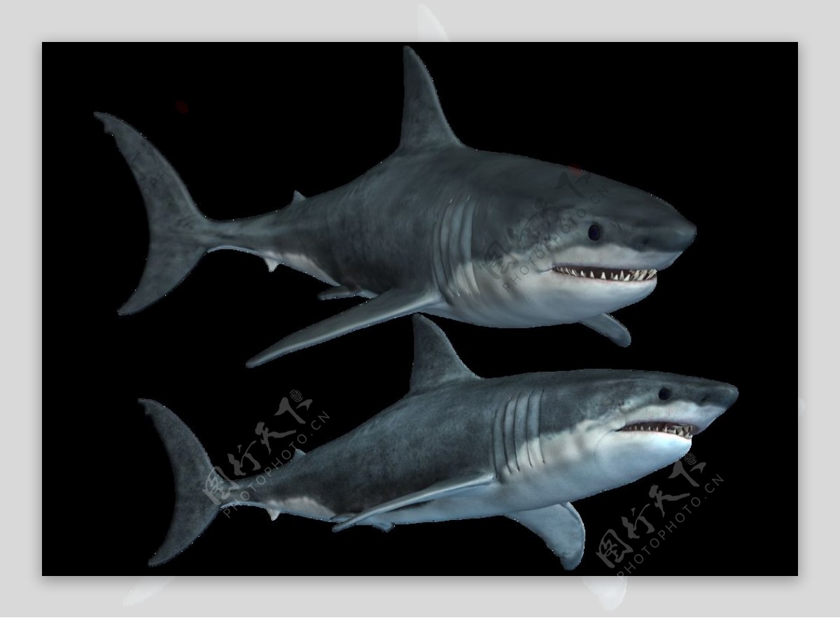漂亮蓝色鲨鱼免抠png透明图层素材