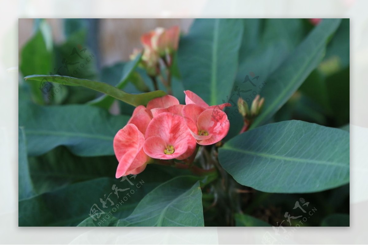 刺梅花