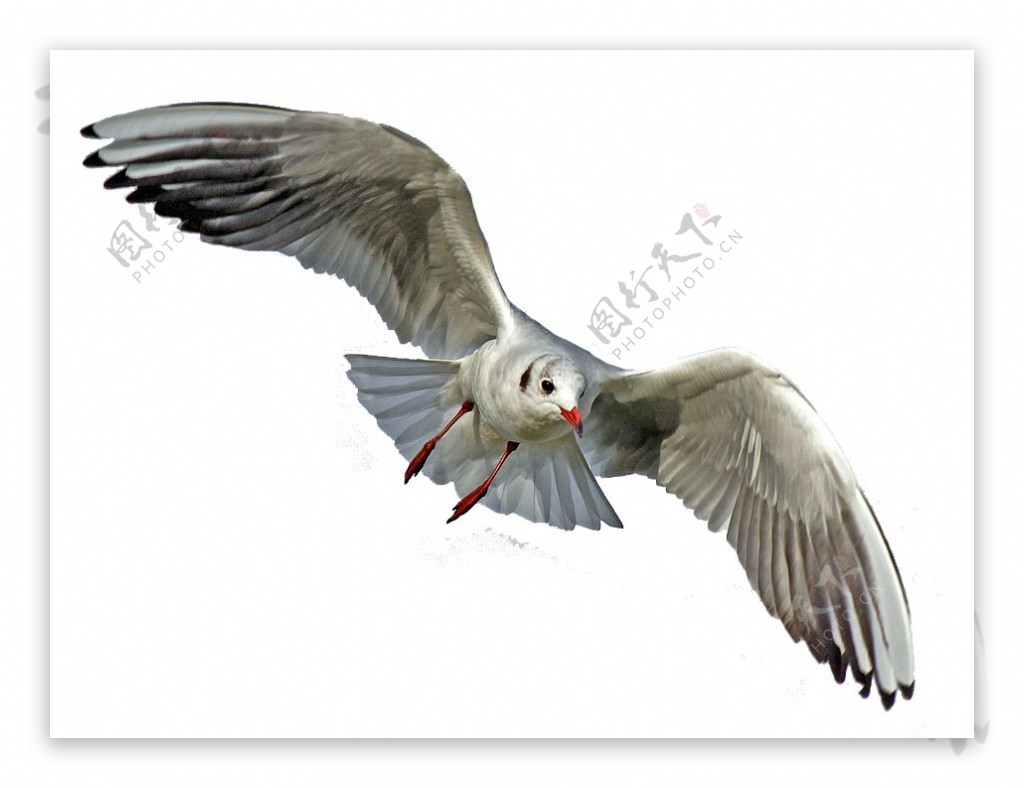 飞行中的海鸥白身体黑翅膀