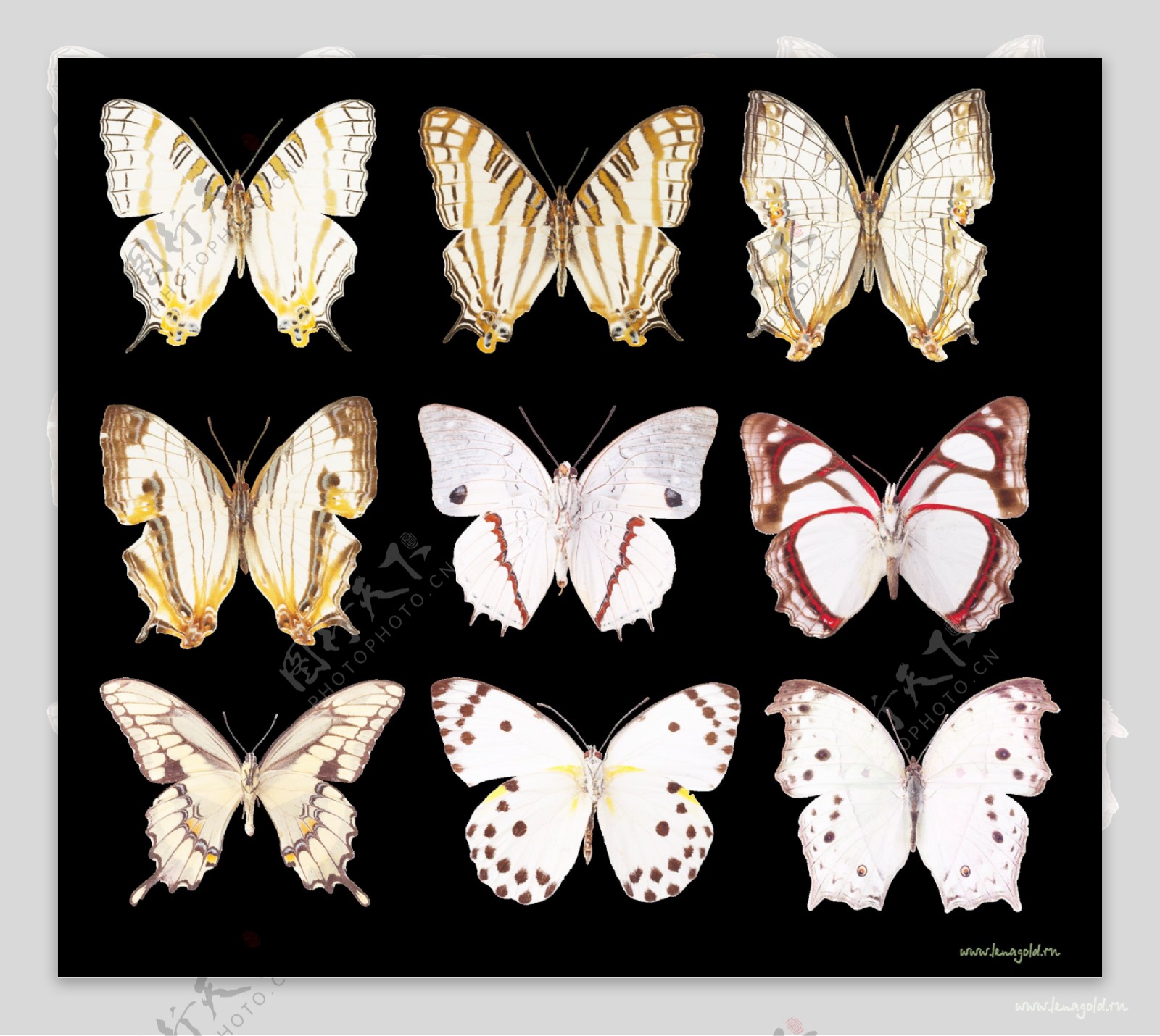手绘多样蝴蝶种类png透明素材