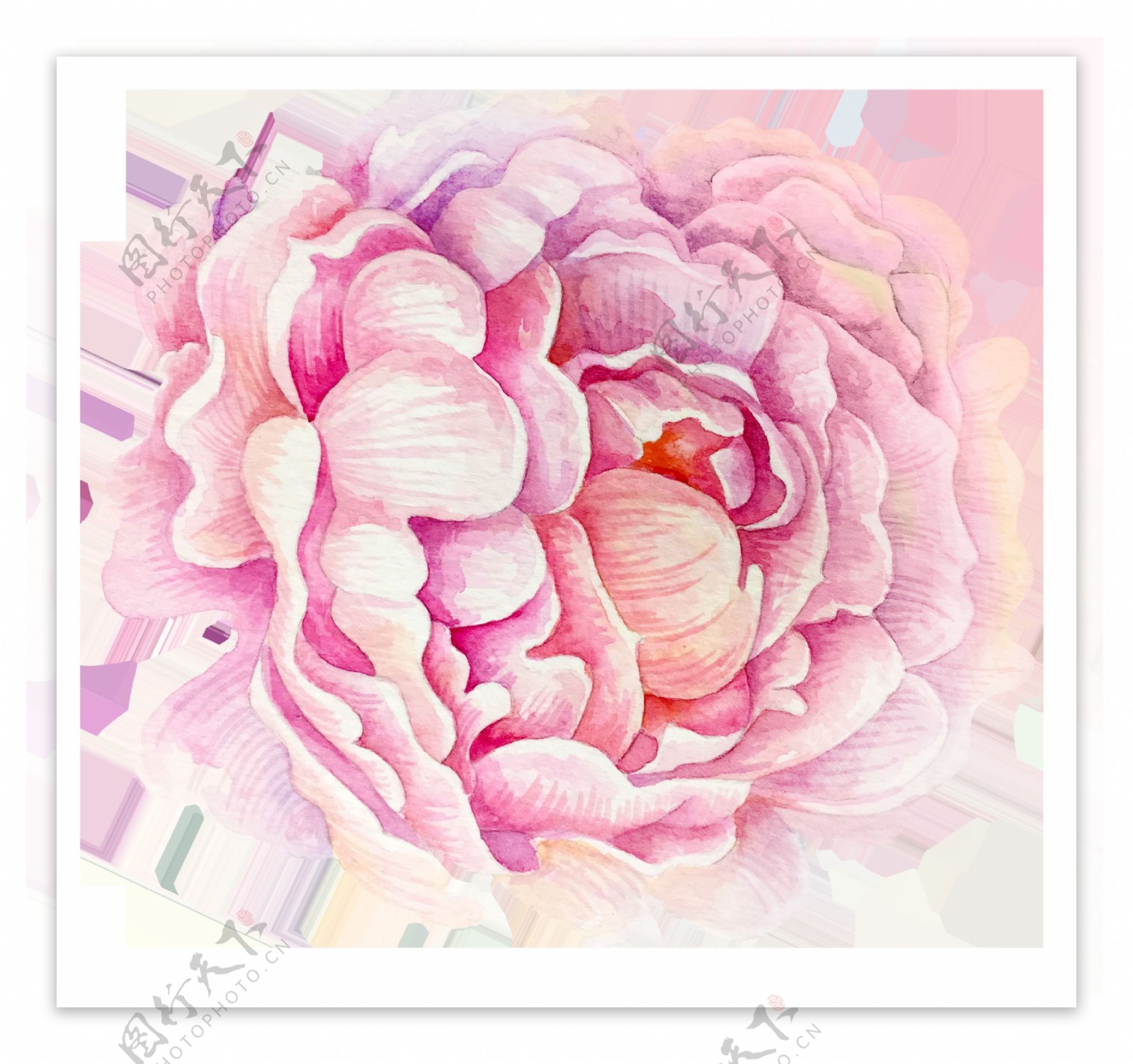 花卉粉色花苞卡通透明素材