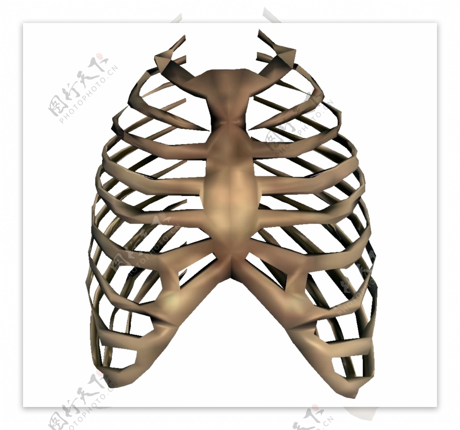 肋骨插图(肋骨、骨头、部位、骨架、医学、解剖学、插图)手绘插图_北极熊素材库
