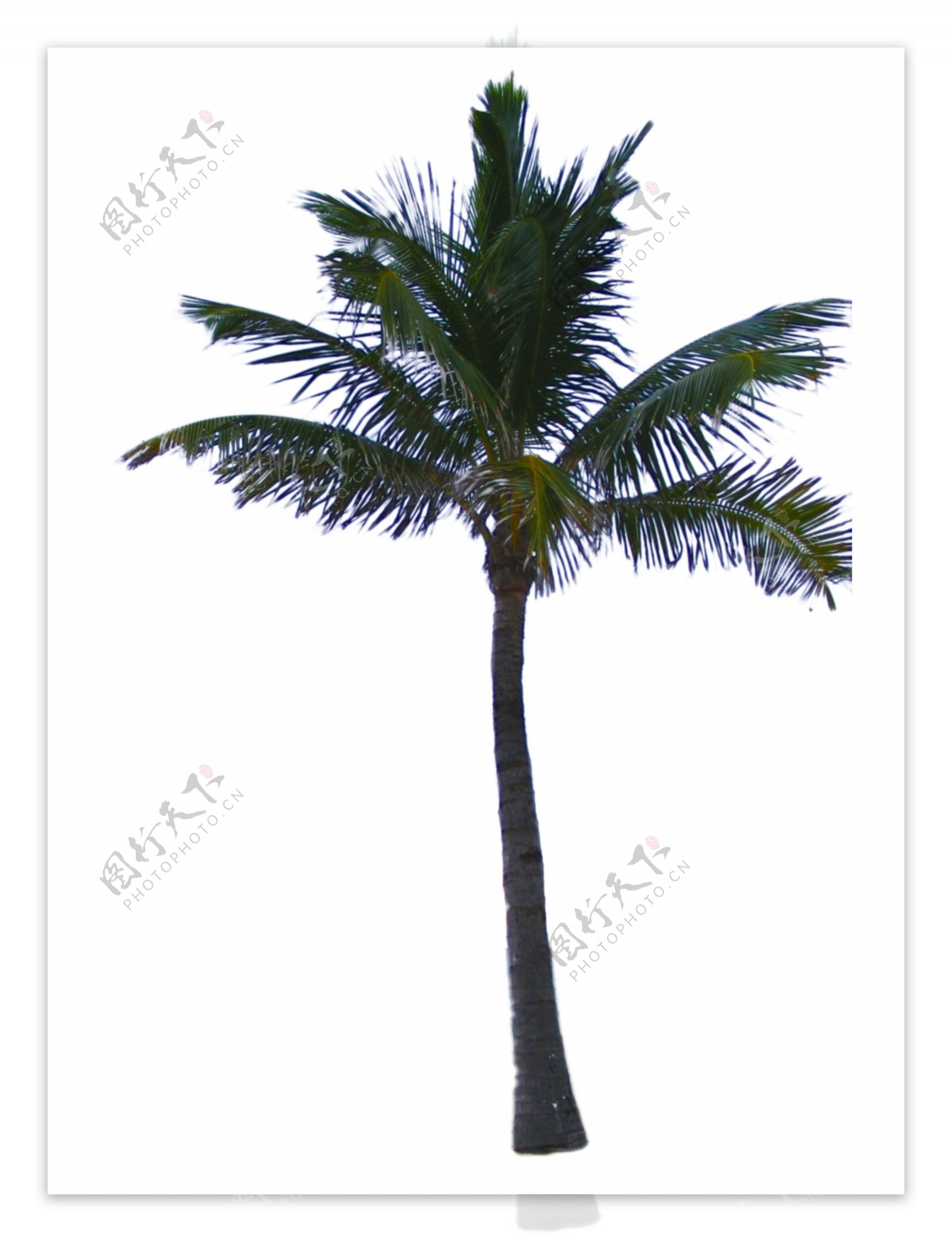 高大棕榈树免抠psd透明素材