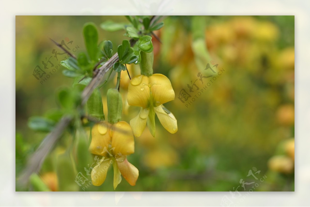 小黄花