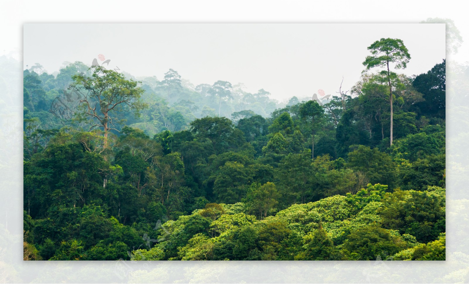热带雨林景观树木