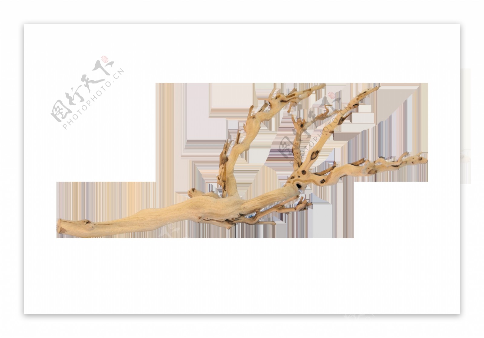 木棉树枝卡通透明装饰素材