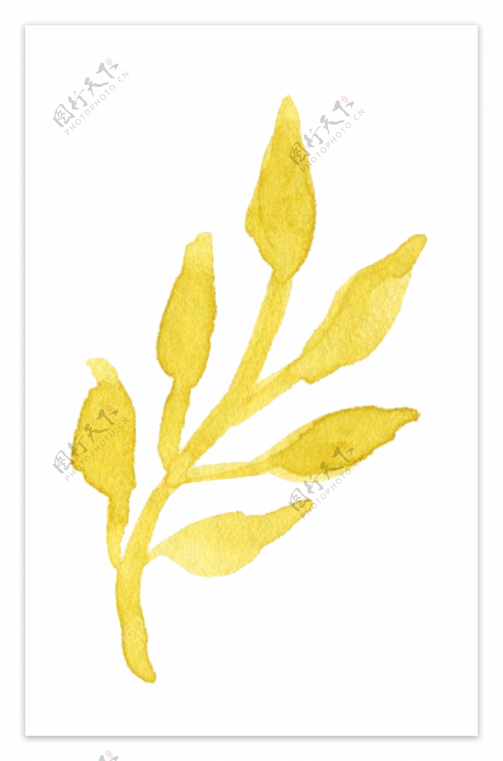 金色水彩植物卡通水彩透明素材