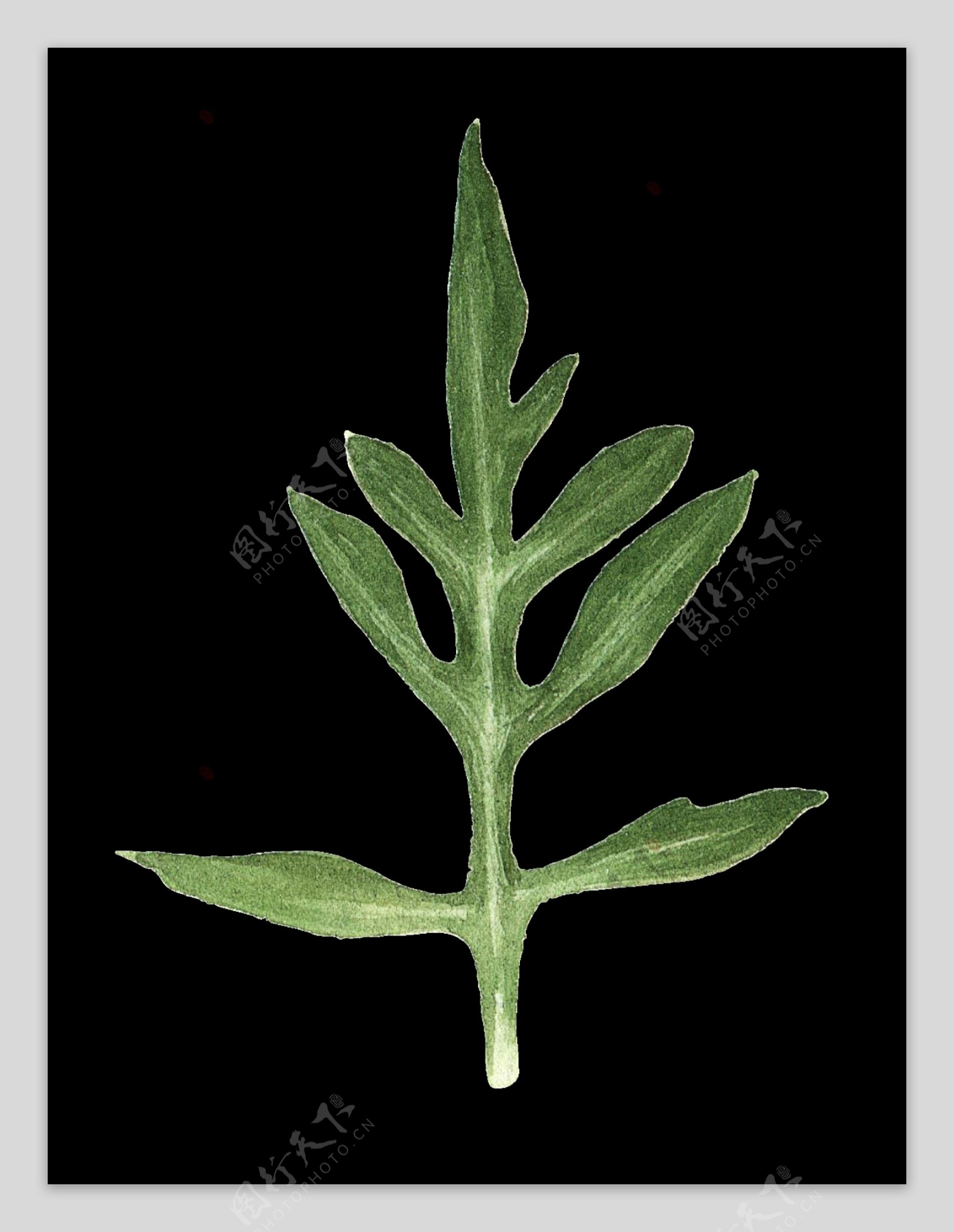 手绘小清新植物叶子细节图png透明素材
