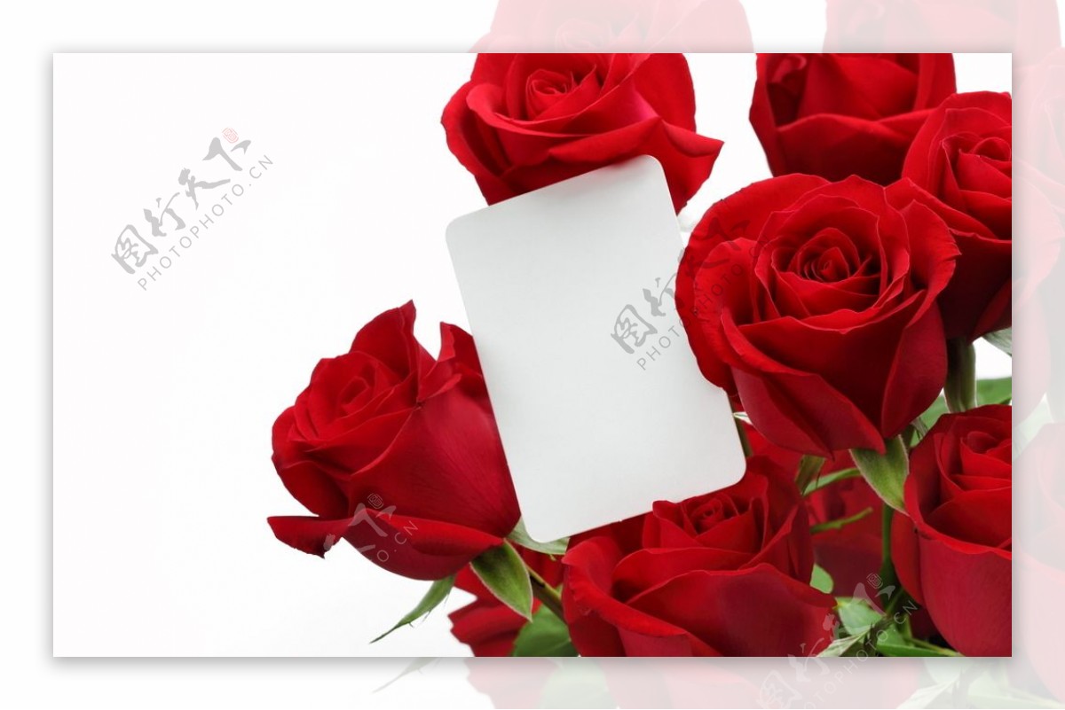 情人节玫瑰花背景图片素材
